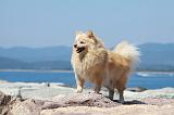 SPITZ ALLEMAND 355